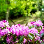 Rhododendron