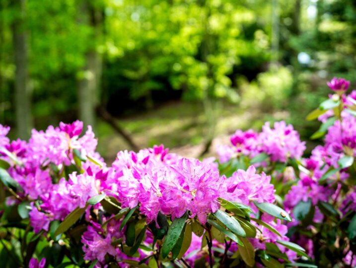 Rhododendron