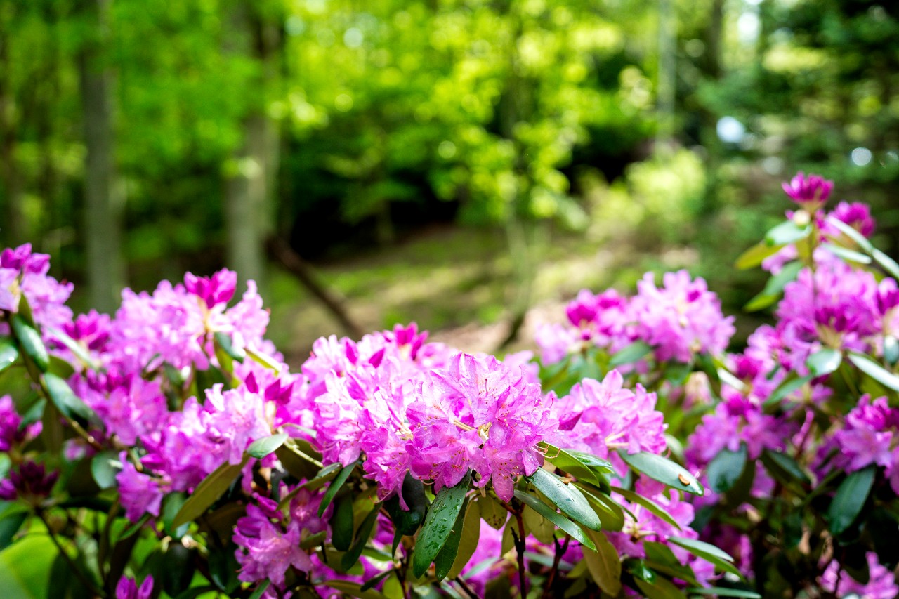 Rhododendron